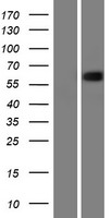 p63 (TP63) Human Over-expression Lysate