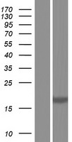BCL2A1 Human Over-expression Lysate