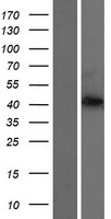 PRRT4 Human Over-expression Lysate