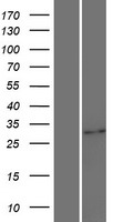 UPK3BL1 Human Over-expression Lysate