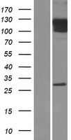 GRIA1 Human Over-expression Lysate
