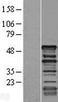 Dematin (DMTN) Human Over-expression Lysate