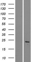 Claudin 22 (CLDN22) Human Over-expression Lysate