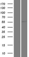 KLHL33 Human Over-expression Lysate
