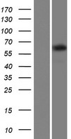 TTC24 Human Over-expression Lysate