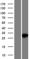 NUDT7 Human Over-expression Lysate