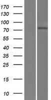LRRIQ3 Human Over-expression Lysate