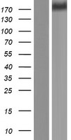 ZNF142 Human Over-expression Lysate