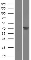 TRIM49D2 Human Over-expression Lysate