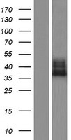 FAM70A (TMEM255A) Human Over-expression Lysate