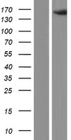 ZNF541 Human Over-expression Lysate