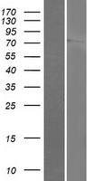 LINGO3 Human Over-expression Lysate