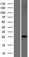 CLDN25 Human Over-expression Lysate