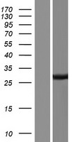 FAM164B (ZC2HC1B) Human Over-expression Lysate