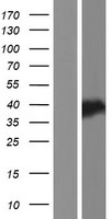 C8orf48 Human Over-expression Lysate