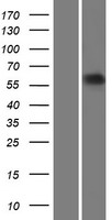 ARSL Human Over-expression Lysate