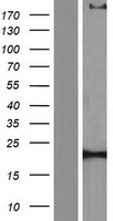 CACNA1S Human Over-expression Lysate