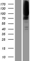 CLCN1 Human Over-expression Lysate