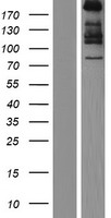 Collagen VII (COL7A1) Human Over-expression Lysate