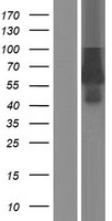 EPOR Human Over-expression Lysate