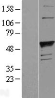 Galactoside 2 alpha L fucosyltransferase 1 (FUT1) Human Over-expression Lysate