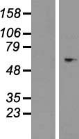 Heparin Cofactor II (SERPIND1) Human Over-expression Lysate