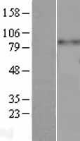 CD61 (ITGB3) Human Over-expression Lysate