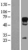 SOX9 Human Over-expression Lysate