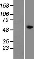 TAT Human Over-expression Lysate