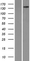 PEX1 Human Over-expression Lysate