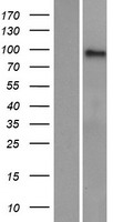 AMPD3 Human Over-expression Lysate