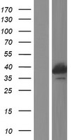 RFXAP Human Over-expression Lysate