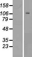 PMS1 Human Over-expression Lysate