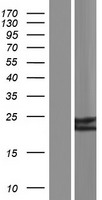 CD53 Human Over-expression Lysate
