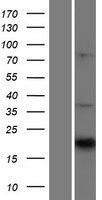 CNTF Human Over-expression Lysate