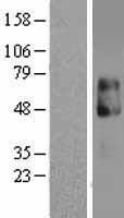 IL13 receptor alpha 2 (IL13RA2) Human Over-expression Lysate