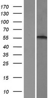 alpha 1b Adrenergic Receptor (ADRA1B) Human Over-expression Lysate
