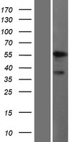 ALDH9A1 Human Over-expression Lysate