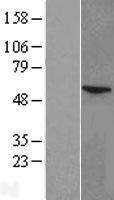 CYP11A1 Human Over-expression Lysate