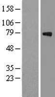 GAS 6 (GAS6) Human Over-expression Lysate