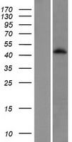 HTR1D Human Over-expression Lysate