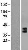 HTR1B Human Over-expression Lysate