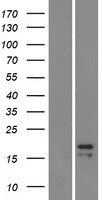 Luteinizing Hormone beta (LHB) Human Over-expression Lysate