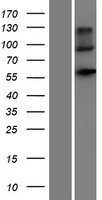 Natriuretic Peptide Receptor C (NPR3) Human Over-expression Lysate