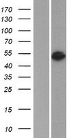 Alpha 2 Antiplasmin (SERPINF2) Human Over-expression Lysate
