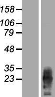 PRRG2 Human Over-expression Lysate