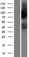 PTGER3 Human Over-expression Lysate