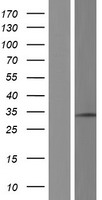RPL7 Human Over-expression Lysate