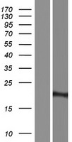 RPL23A Human Over-expression Lysate