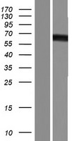 PDE9A Human Over-expression Lysate
